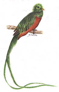 El Quetzal: Aves de 35 a 40 cm sin tomar en cuenta las plumas de la cola del macho. El plumaje del macho es verde intenso con el vientre y las cobertoras inferiores de la cola rojos. Cabeza con pequeña cresta eréctil. Plumas cobertoras superiores de la cola extremadamente largas y verdes. La hembra carece de la cresta y de las plumas largas de la cola. Tiene la cabeza gris, pecho y dorso verdes, partes inferiores rojas y cola barrada.
